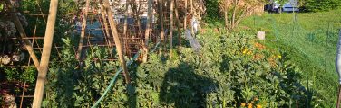 Jardin verdoyant avec fleurs et arbres.