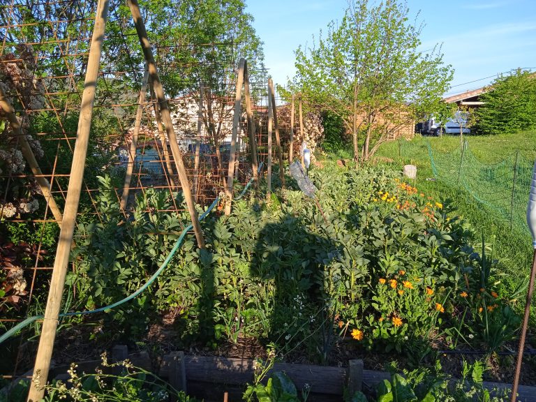 Jardin verdoyant avec fleurs et arbres.