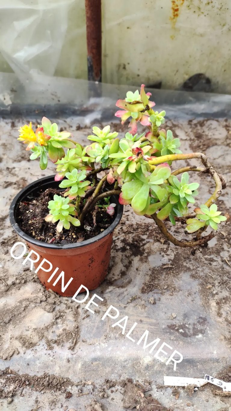 Orpin de Palmer dans un pot en terre