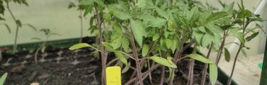 Plantules de tomates dans une serre.