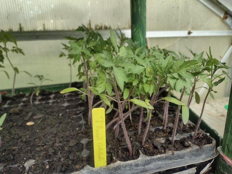 Plantules de tomates dans une serre.