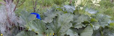 Plantes luxuriantes dans un jardin verdoyant