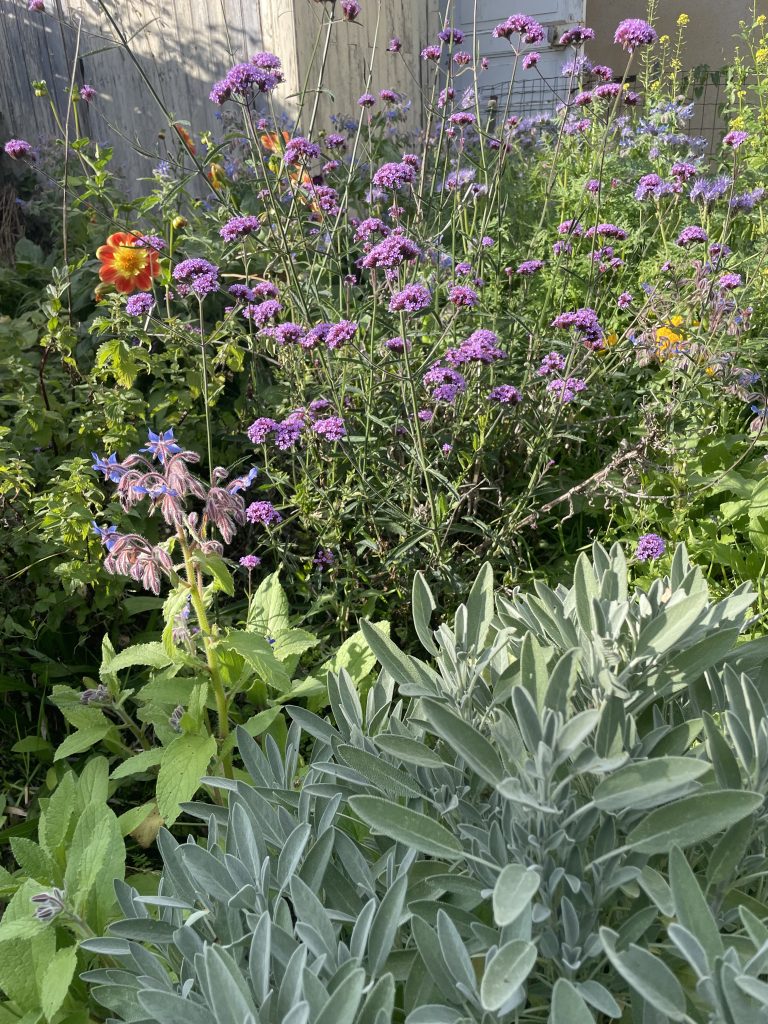 Fleurs colorées dans un jardin verdoyant