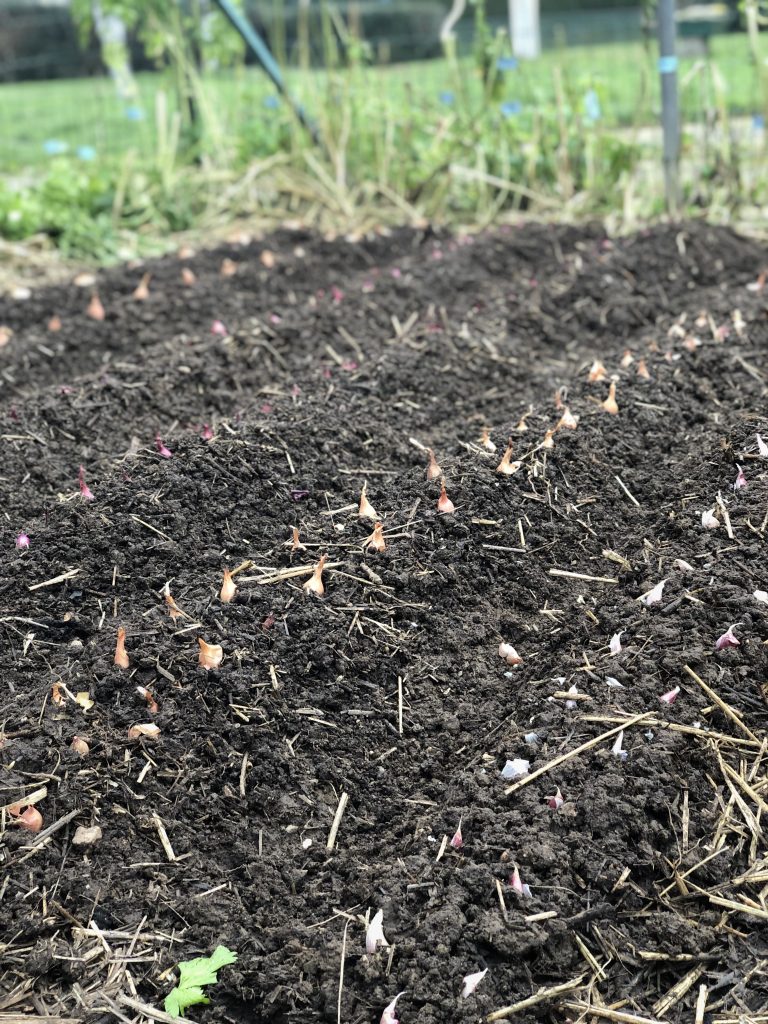 Rangées de jeunes oignons dans un potager.