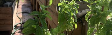 Jardin potager sur balcon ensoleillé avec plantes