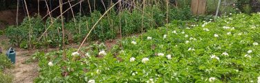 Jardin avec plants de pommes de terre et treillis