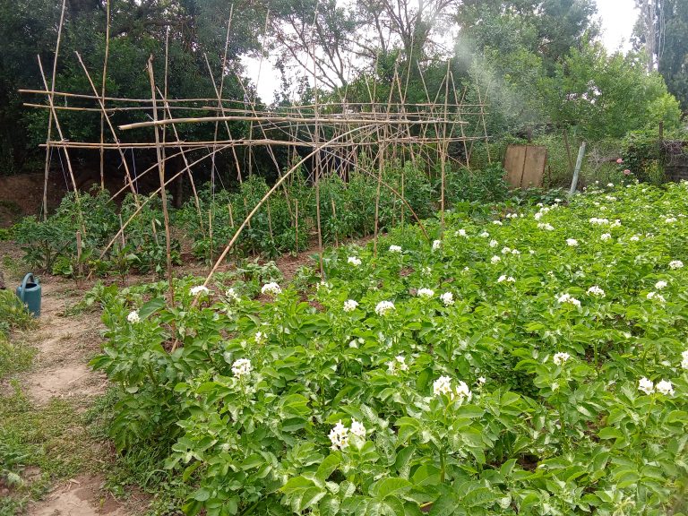 Jardin avec plants de pommes de terre et treillis