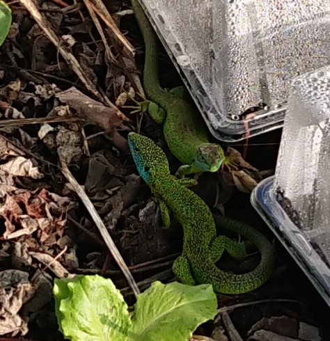 Lezards verts