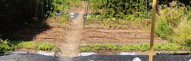 Allée de jardin potager avec plantes et bâches.