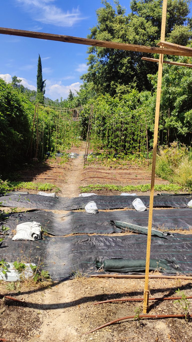 Allée de jardin potager avec plantes et bâches.