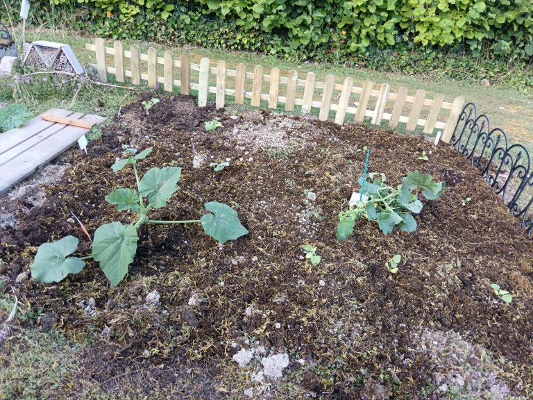 Potager avec plants de courge et terreau.