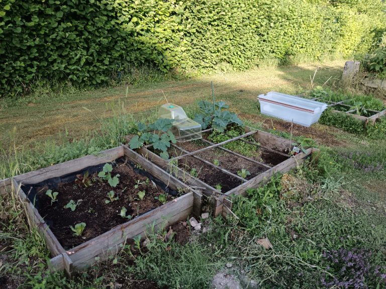 Bandelettes de jardin avec légumes et verdure.