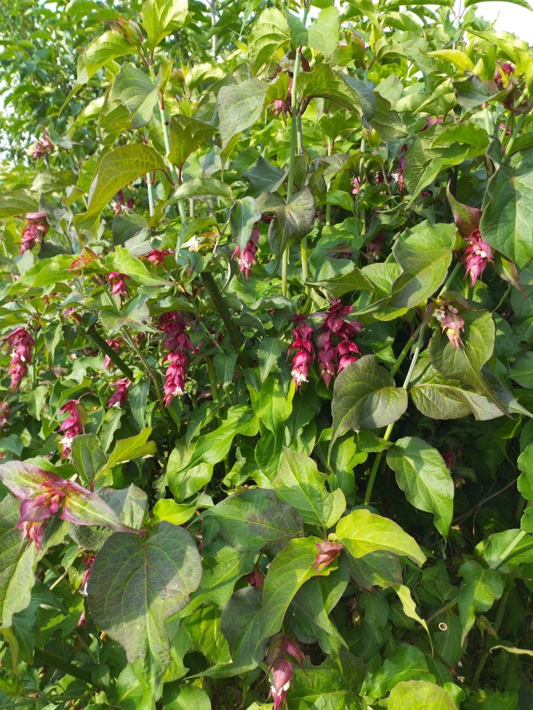Fleurs rouges et vertes sur feuillage dense