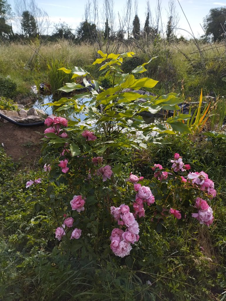 Roses roses dans un jardin verdoyant.