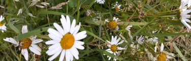 Fleurs de marguerites blanches dans l'herbe