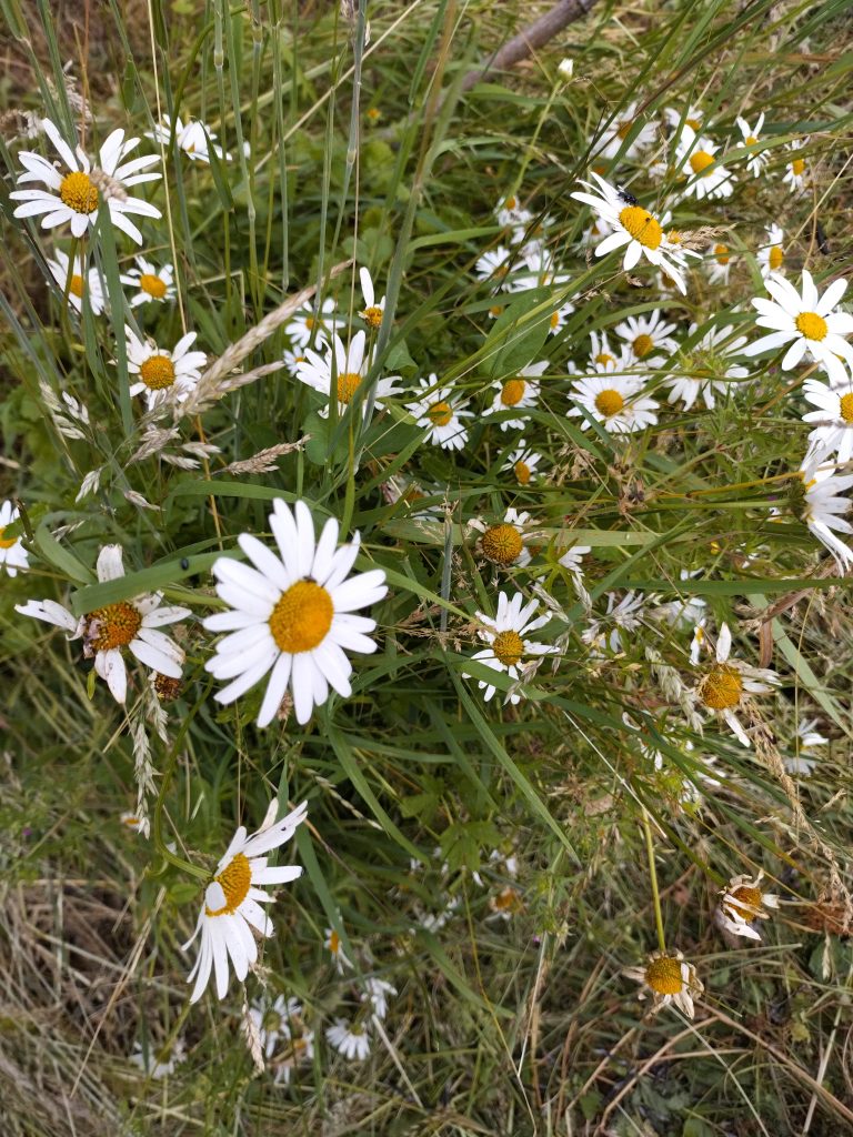 Fleurs de marguerites blanches dans l'herbe