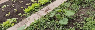 Légumes variés dans un potager en pleine croissance.