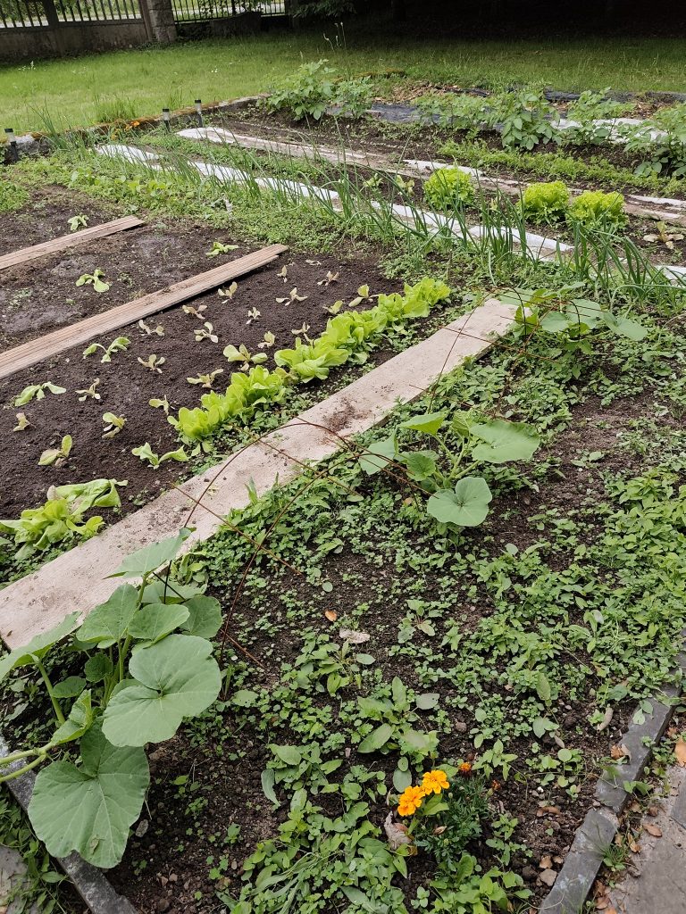 Légumes variés dans un potager en pleine croissance.