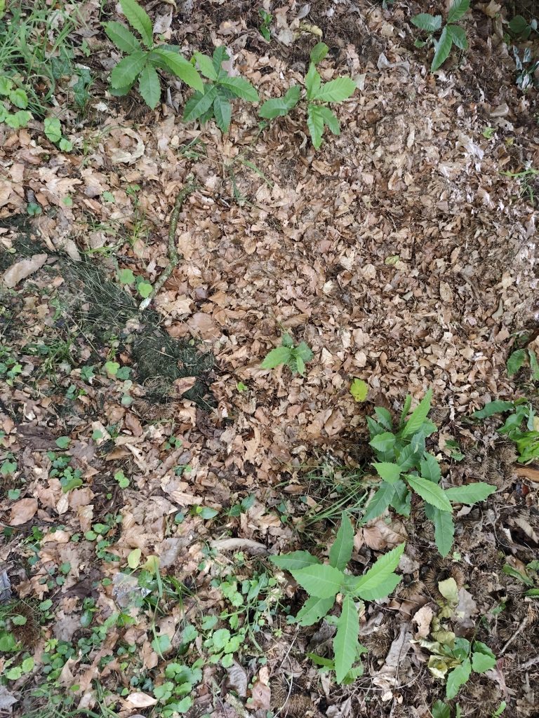 Feuilles mortes et petites plantes vertes