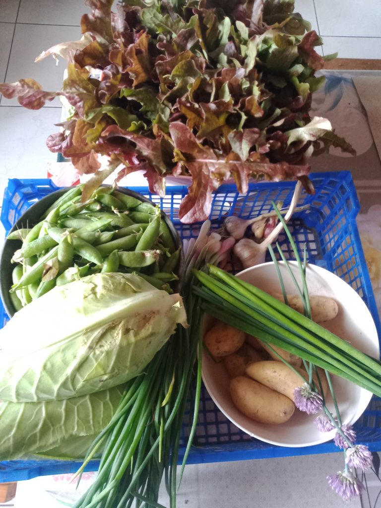 Légumes frais et herbes dans un panier