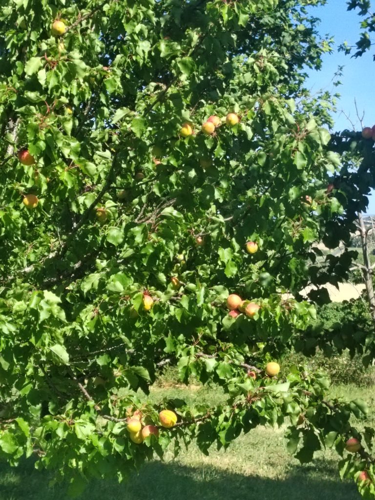 Abricotiers avec fruits mûrs au soleil.