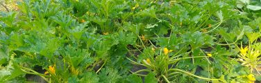 Cucurbitacées avec fleurs jaunes dans un potager