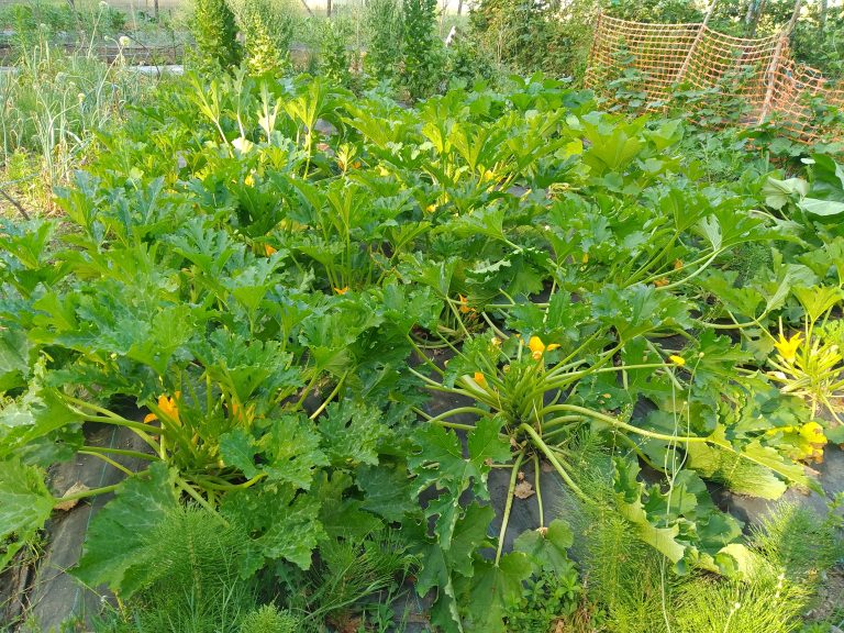 Cucurbitacées avec fleurs jaunes dans un potager