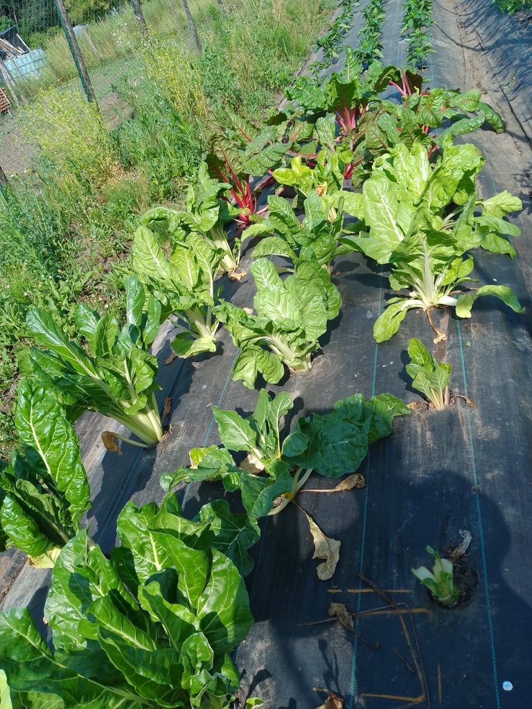 Légumes à feuilles dans un potager en plein soleil