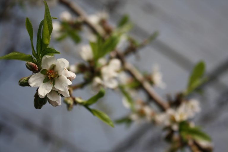 Fleurs blanches sur branche verte au printemps