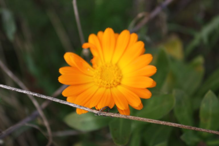 Fleur orange avec pétales délicats en arrière-plan vert.