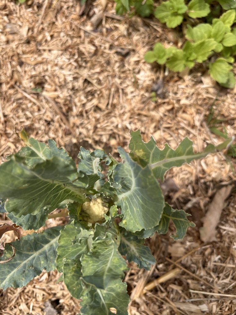 Chou en croissance avec feuilles indigo