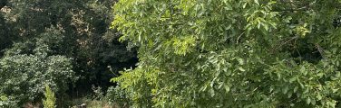 Vignoble verdoyant sous un ciel nuageux