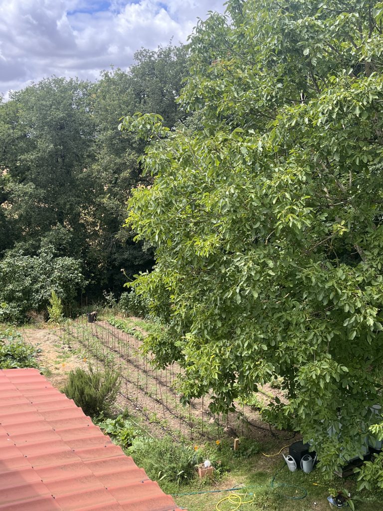 Vignoble verdoyant sous un ciel nuageux
