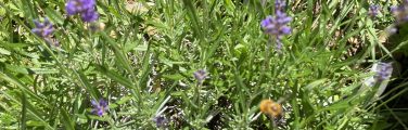 Lavande violette en pleine floraison dans le jardin