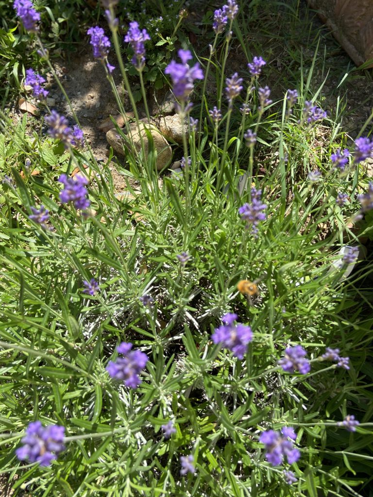 Lavande violette en pleine floraison dans le jardin