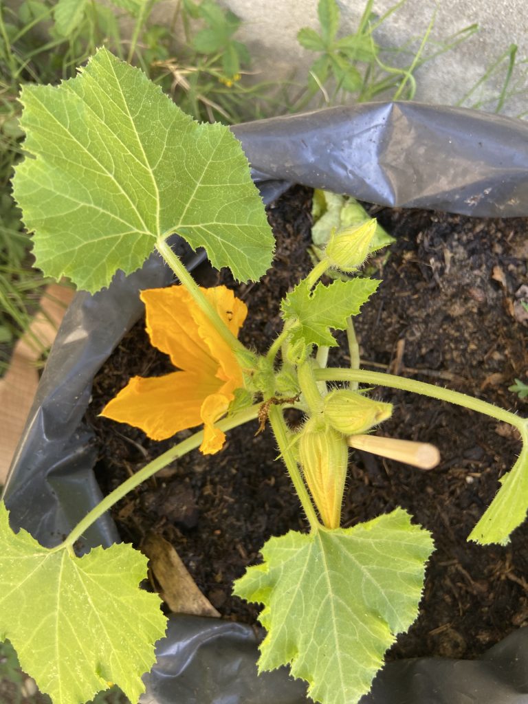 Fleur et feuilles de courgette dans un pot.