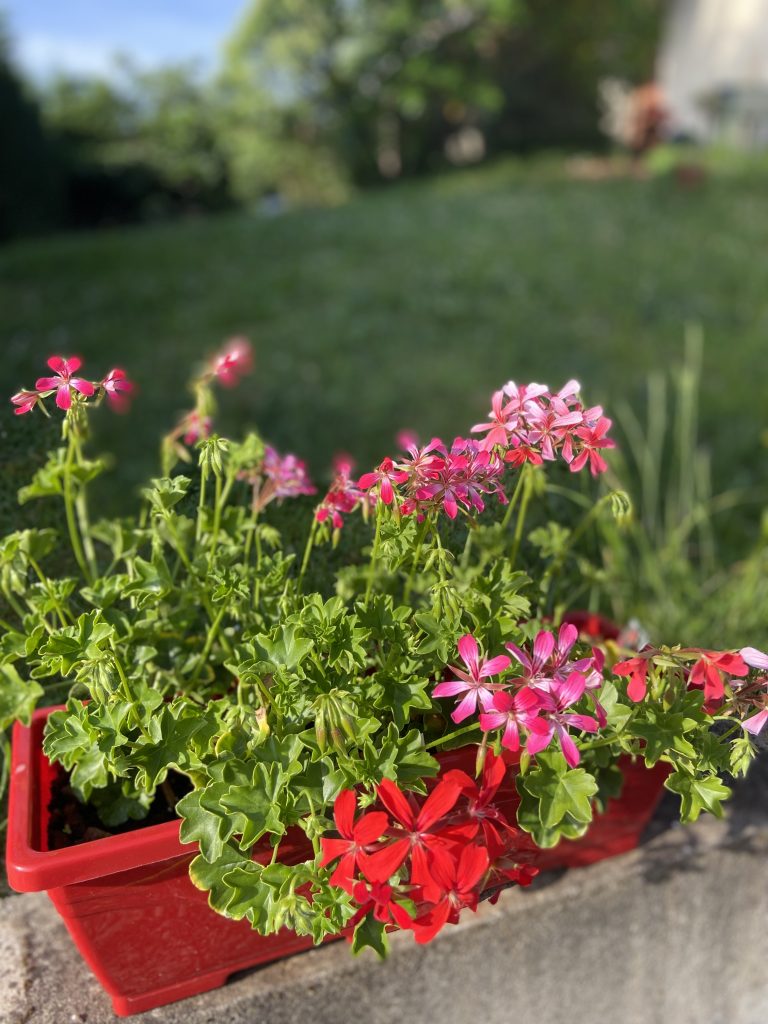 Fleurs multicolores dans un pot en plastique rouge