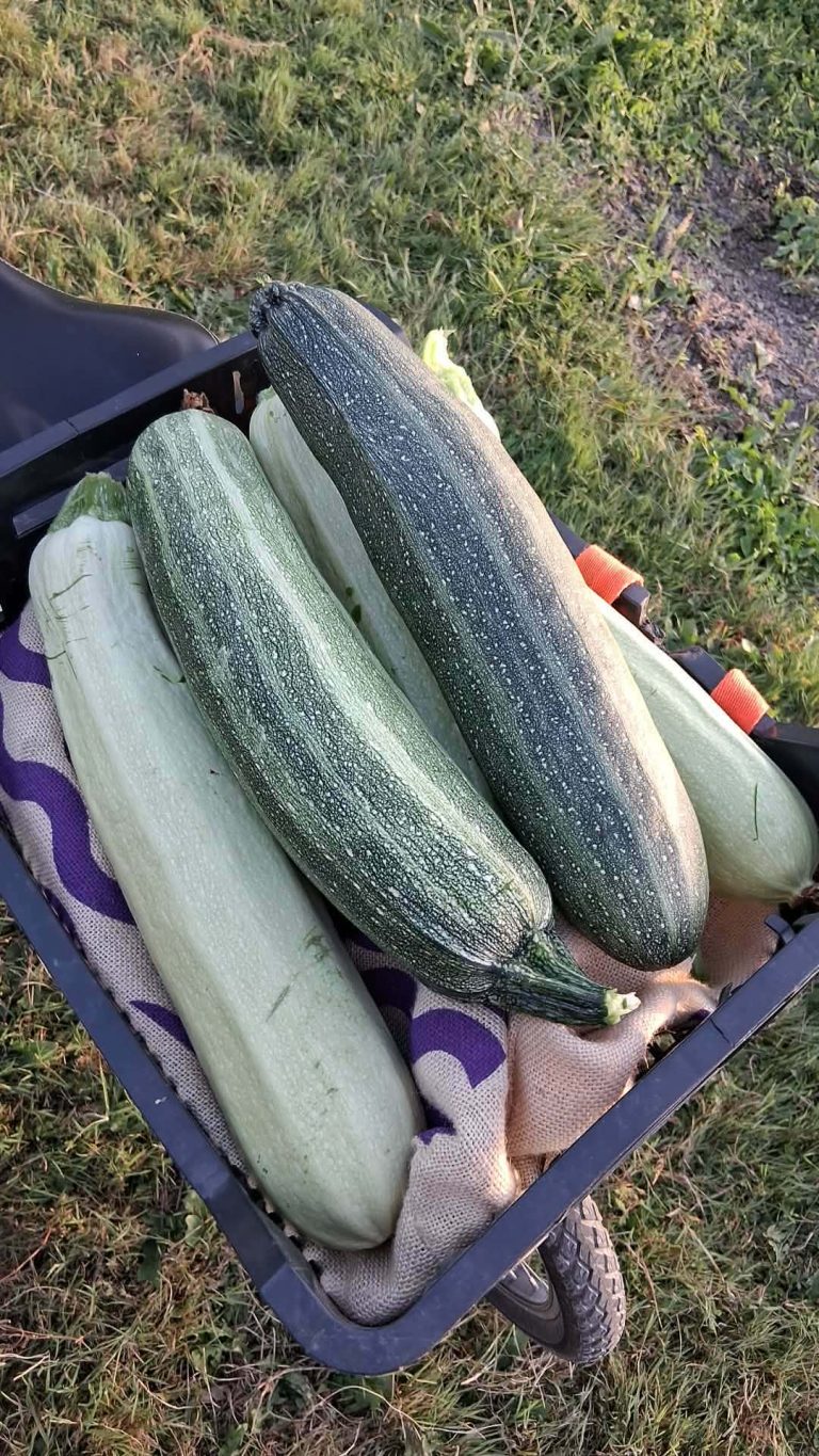 Courgettes récoltées dans un jardin, panier noir