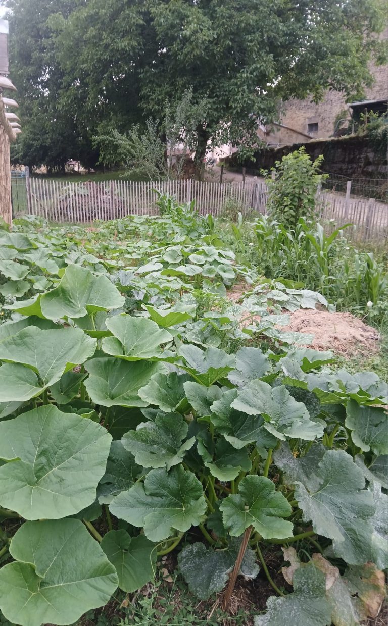 Vignes de courges dans un jardin verger.