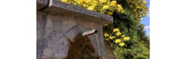 Fete aux plantes rares chatillons diois