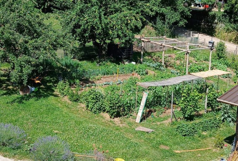 Jardin potager avec légumes et arbres fruitiers.