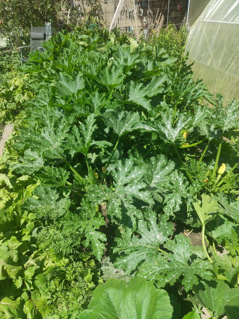 Plantation de courgettes avec feuillage dense