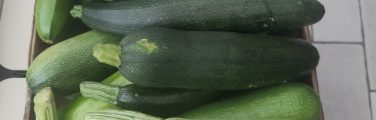 Courgettes variées dans un carton en bois