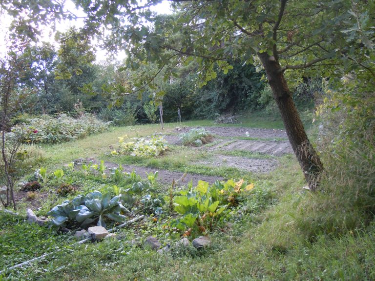 Jardin potager avec légumes et arbres.