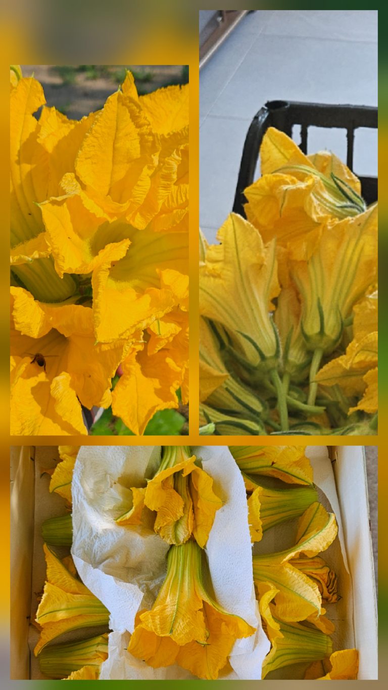Fleurs de courgette jaunes sur fond varié