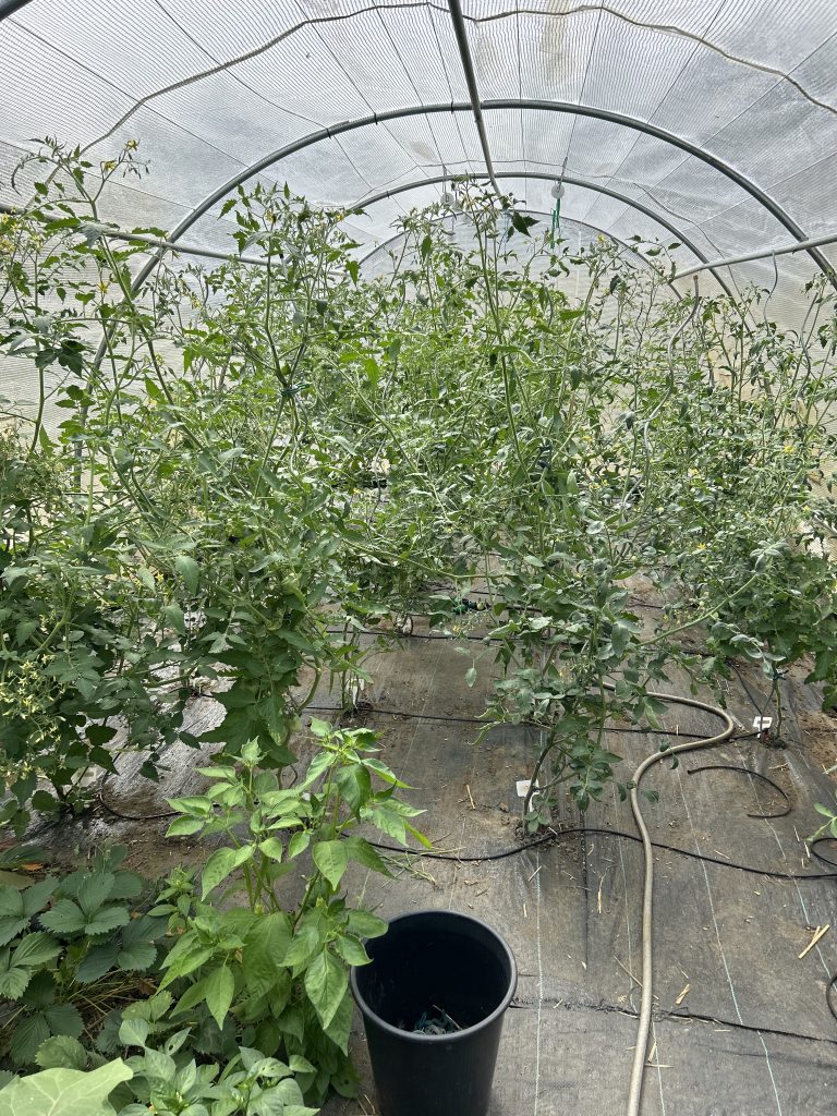 Plantes de tomates dans une serre.