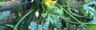 Basilic et courgettes dans un potager.