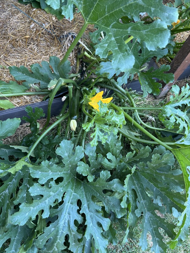 Basilic et courgettes dans un potager.