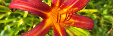 Fleur rouge avec pétales striés jaunes.
