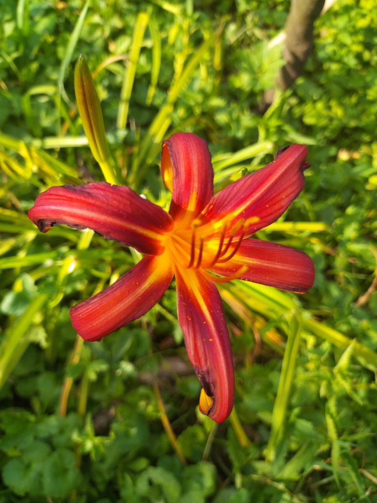 Fleur rouge avec pétales striés jaunes.